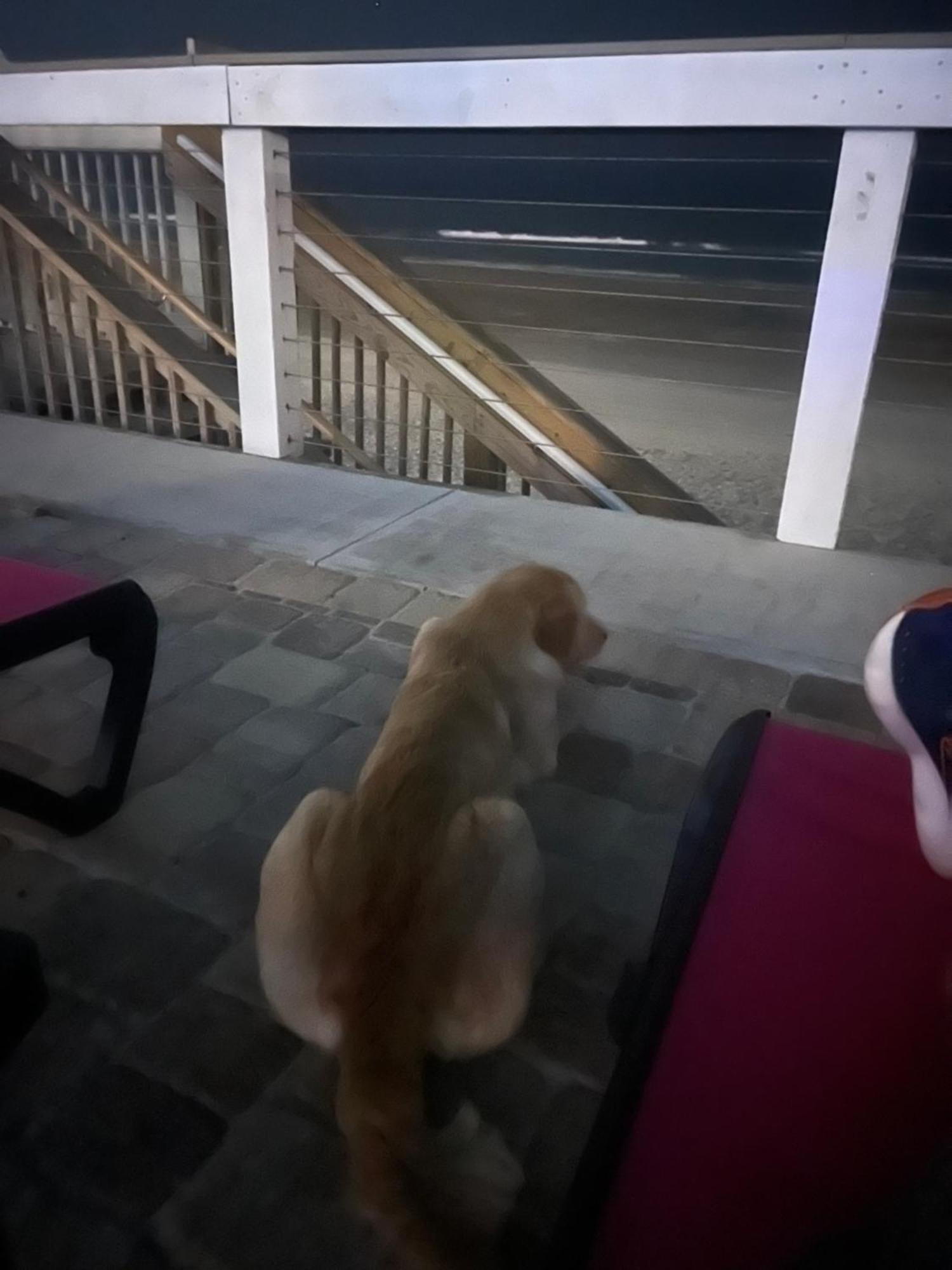 海滨 火烈鸟酒店 - 代托纳海滩 外观 照片